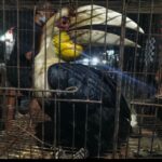 Sinergi Dua Komunitas Konservasi, Rangkong Julang Emas Diserahkan ke BKSDA Sukabumi Screenshot_20260823-000614_1